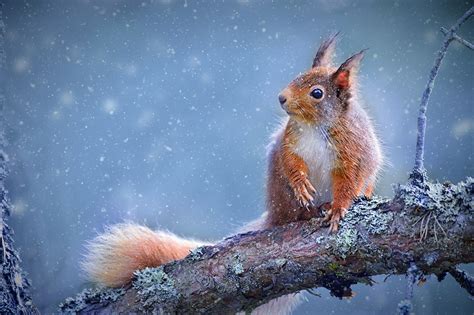 Season’s Greetings: Red squirrel in falling snow » wildscenes.com