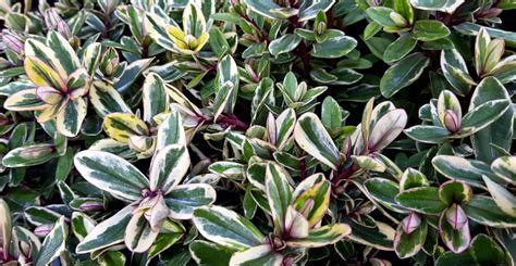 Hebe Shrub Varieties, Plant Care & Growing Tips | Horticulture™