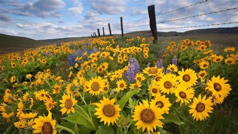 Pin by Kim Fordham on Kansas | Sunflower fields, Garden pictures, Beautiful flowers pictures