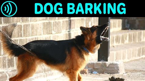 DOG BARKING SOUNDS - Free Dog Barking Sound Effect for Download - YouTube