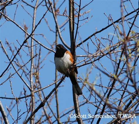 Tennessee Watchable Wildlife | Eastern Towhee - Habitat: GRASSLAND