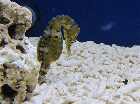 The big-belly seahorse or pot bellied seahorse, Hippocampu… | Flickr