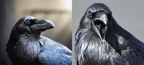 How to Own a Crow or Raven as A Pet | 10 Pros & Cons to Know