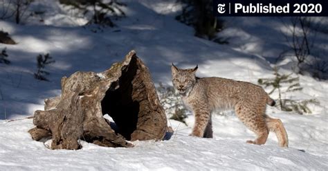 Lynx Numbers Are in Decline in the West - The New York Times