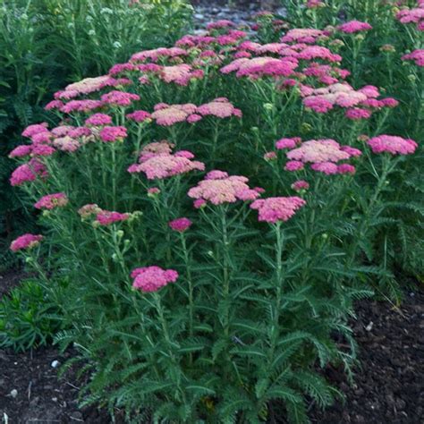 Yarrow Plants – Growing Yarrow Flowers | Garden Design