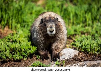 Hoary Marmot Natural Habitat Mtrainier National Stock Photo 2060528696 | Shutterstock