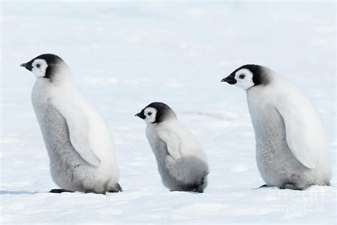 Emperor Penguin Chicks Photograph by Dr P. Marazzi/science Photo ...