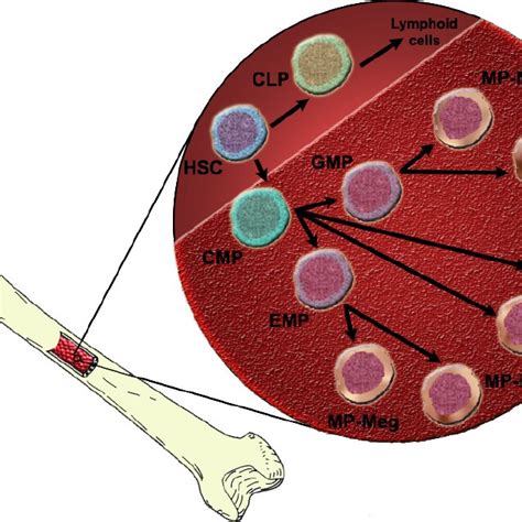 Schematic of Myelopoiesis. | Download Scientific Diagram