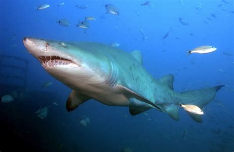 Sand-Tiger Shark – "OCEAN TREASURES" Memorial Library