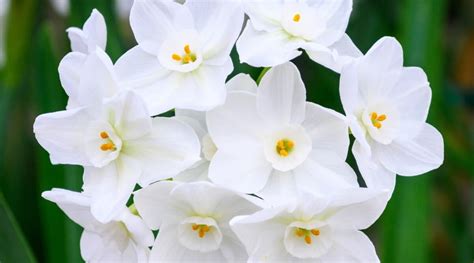 7 Flowering Paperwhite Varieties for Indoor Winter Gardens