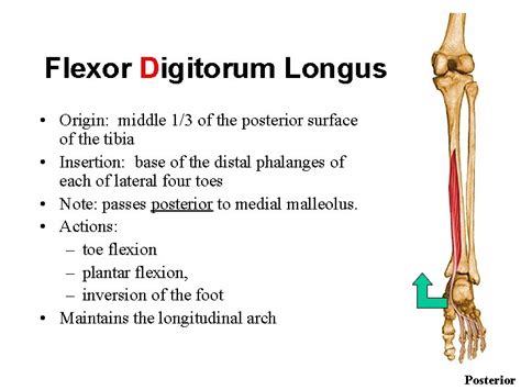 THE ANKLE AND FOOT MUSLCES Plantar flexion muscles