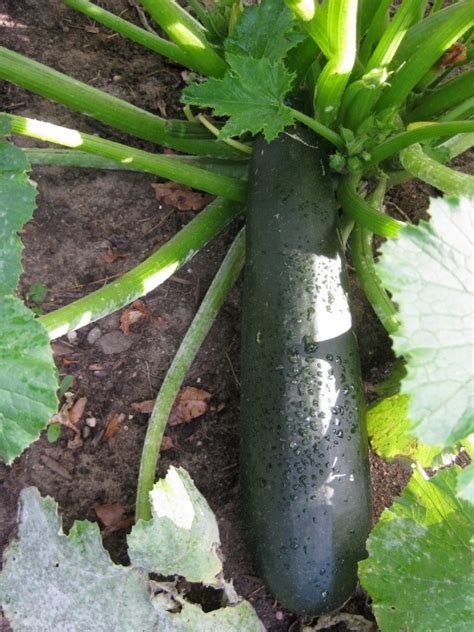 Zucchini 'Black Beauty' Seeds (Certified Organic) | Garden Hoard – Certified Organic Heirloom ...