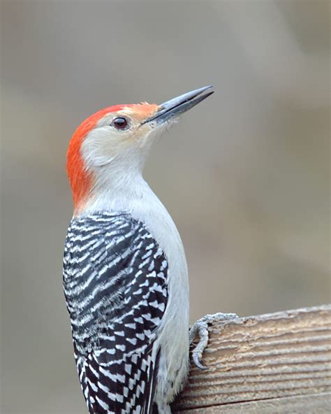 Red-bellied Woodpecker - Birds and Blooms