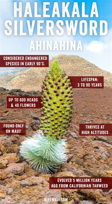 Maui Plant of the Month: Haleakala Silversword | Maui, Hawaii