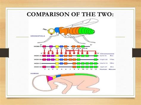 hox genes and its role in development