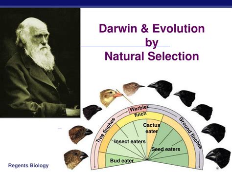 PPT - Darwin & Evolution by Natural Selection PowerPoint Presentation - ID:1319418