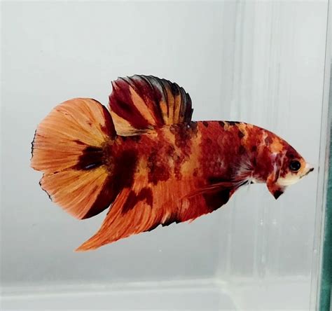 Giant Betta Fish | Giant Betta Fish for Sale — JV Betta