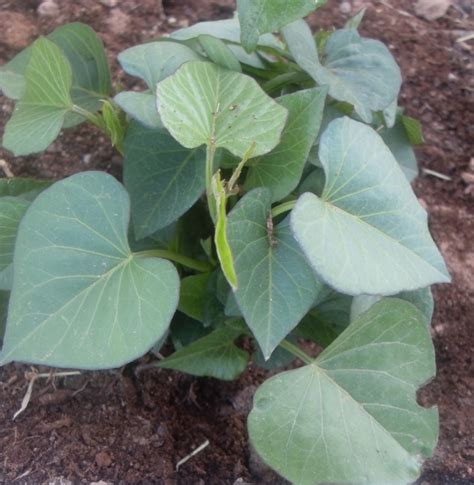 The Scientific Gardener: All Purple Sweet Potato