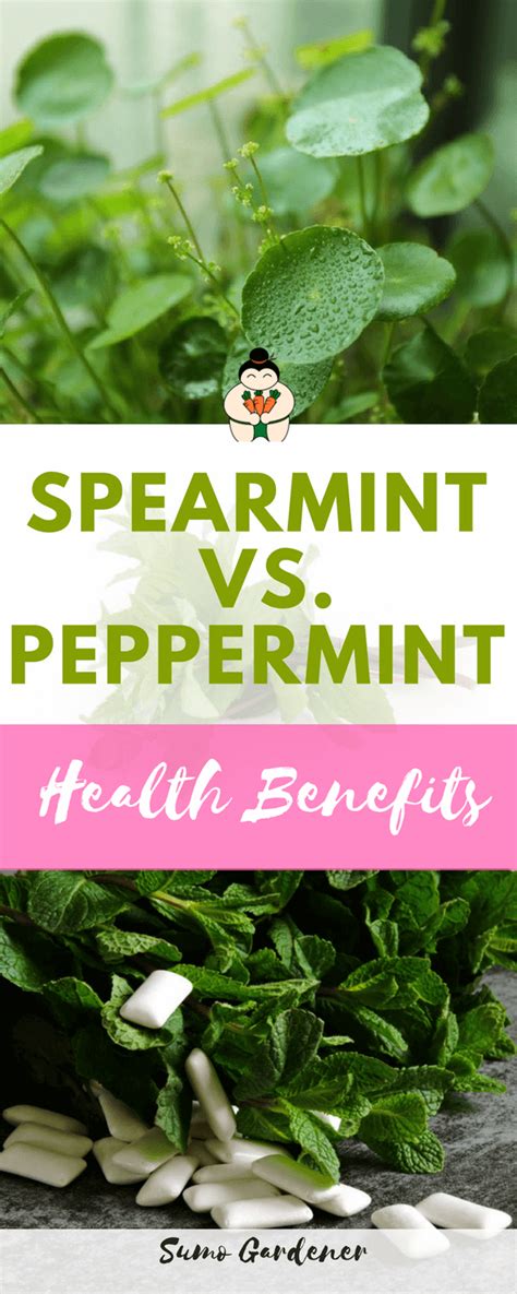 Spearmint vs Peppermint: What are the Differences (Health Benefits) | Peppermint plants, Mint ...