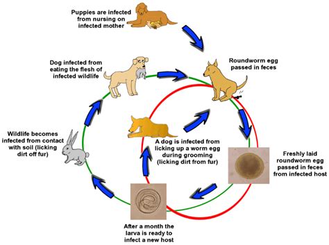 Roundworms: Dogs & Puppies - VeterinaryPartner.com - a VIN company! | Dogs and puppies ...