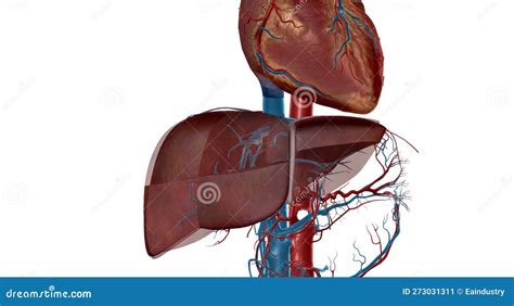 The Circulatory System of the Liver Provides Nutrients To the Liver ...