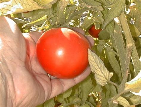 Biovam grown Early Girl Tomato plants.