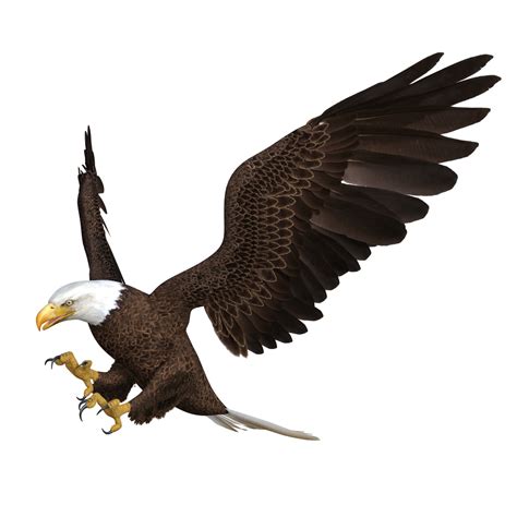 Eagle Flying animal 3d rendering 13168939 PNG