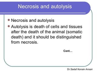 Autolysis pathology ppt | PPT