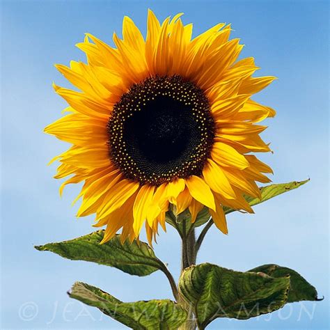 Photo Card Sunflower Single Sunflower Yellow Sunflower | Etsy Australia