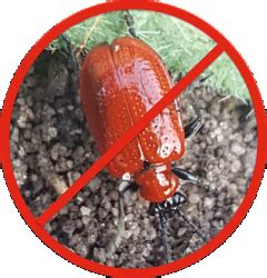 Lily Beetle Prevention Lily Beetle, Lily Bulbs, Asiatic Lilies, Types Of Soil, Cut Flowers ...