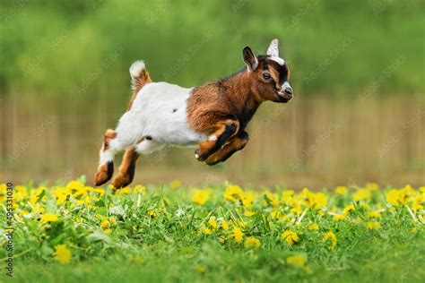 Little funny baby goat jumping in the field with flowers. Farm animals ...