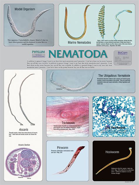 Nematoda Phylum