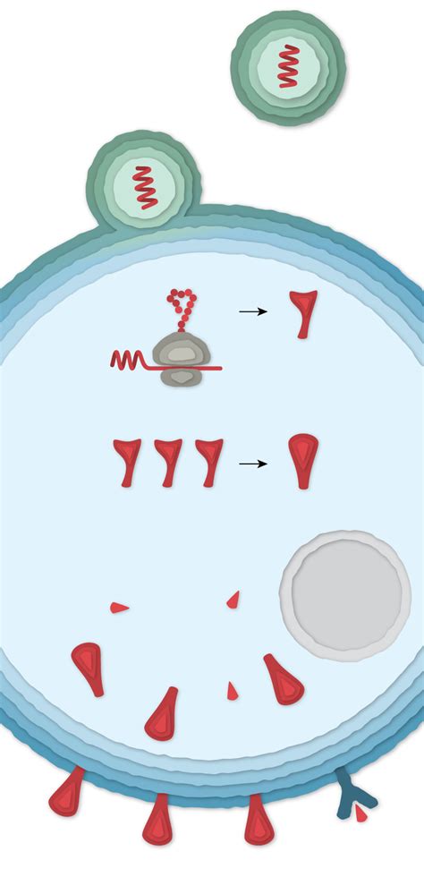 How Moderna’s Covid-19 Vaccine Works - The New York Times