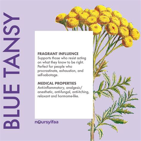 Blue Tansy Benefits for Skin and Health