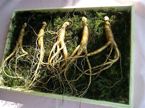 Ginseng Plant: Best Varieties, Growing Guide, Care, and Harvest