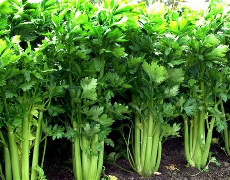 How to grow Celery | Growing Celery in containers | Celery care #kitchenGarden | Garten ...