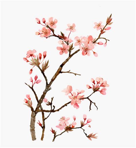 Twig Drawing Cherry Blossom - Japanese Watercolor Cherry Blossom Flower , Free Transparent ...