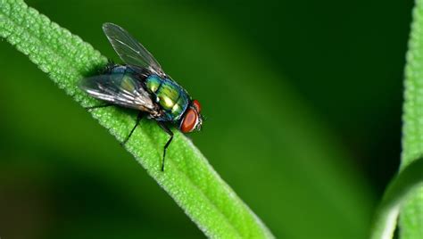 Difference between house flies and cluster flies - DIY Pest Control