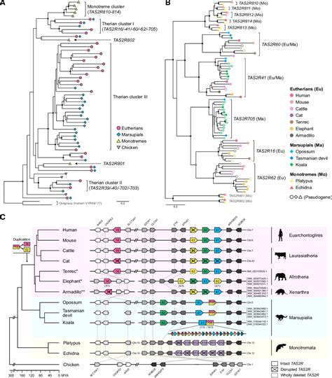 Figure 1 from Functional Diversity and Evolution of Bitter Taste Receptors in Egg-Laying Mammals ...