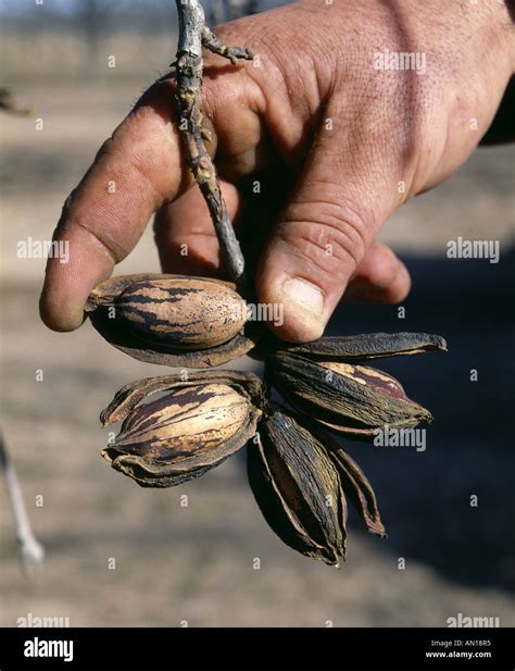 PECANS ON TREE PARTIALLY OUT OF SHELL HATCH NEW MEXICO Stock Photo - Alamy