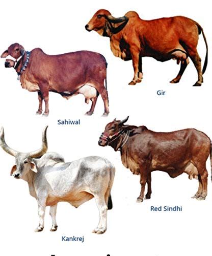 TOP COW BREEDS OF INDIA: INDIGENOUS COW BREED OR DESI COW NREEDS OF ...