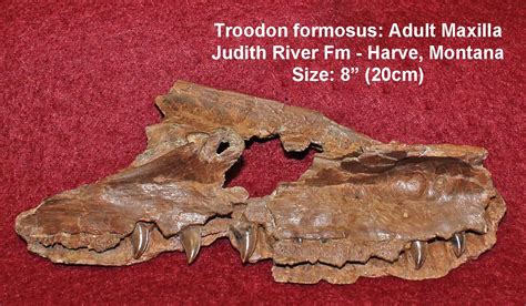 Is Troodon really a valid genus? - General Fossil Discussion - The Fossil Forum