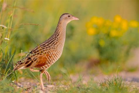 Conservation Status - Corncrake LIFE