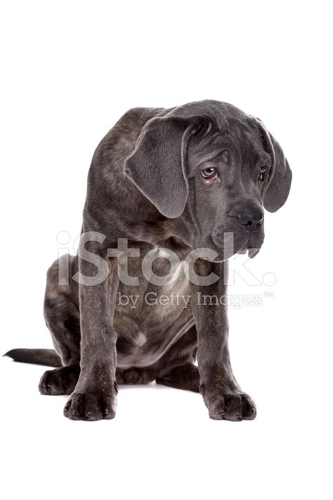 Grey Cane Corso Puppy Dog Stock Photo | Royalty-Free | FreeImages