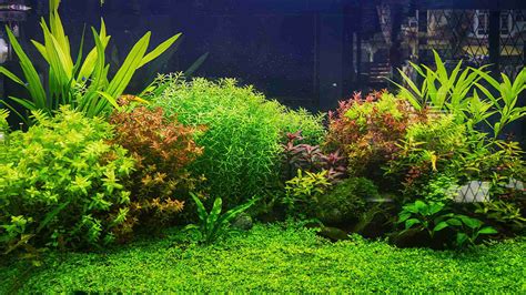 Choosing Best Planted Aquarium Light - hygger