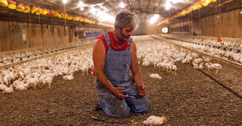 WATCH: Perdue Chicken Farmer Comes Clean About Animal Cruelty - Mercy ...