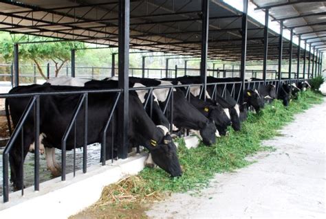 Dairy Farming Business Plan Guide | Agri Farming