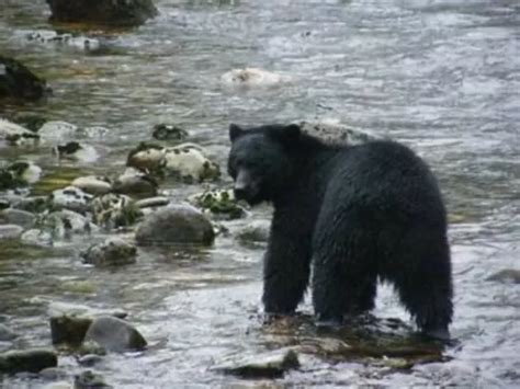 Alaskan Wildlife & Fjords Adventure By World Journeys - Stars Travel ...