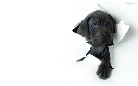 Mastiff wallpaper | 1680x1050 | #3760