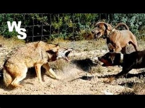 Coyote Attacks Dogs I Shoot With Glock 26 | FunnyDog.TV